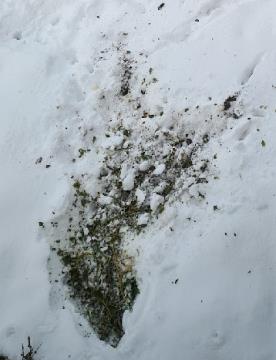 18_Divajd koplje za hrano